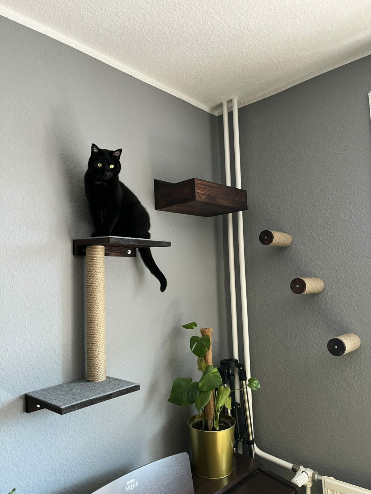 Katzenwand in Braun, drei Kletterstufen, Kratzstamm, Wandliege und, Regale und schwarze Katze