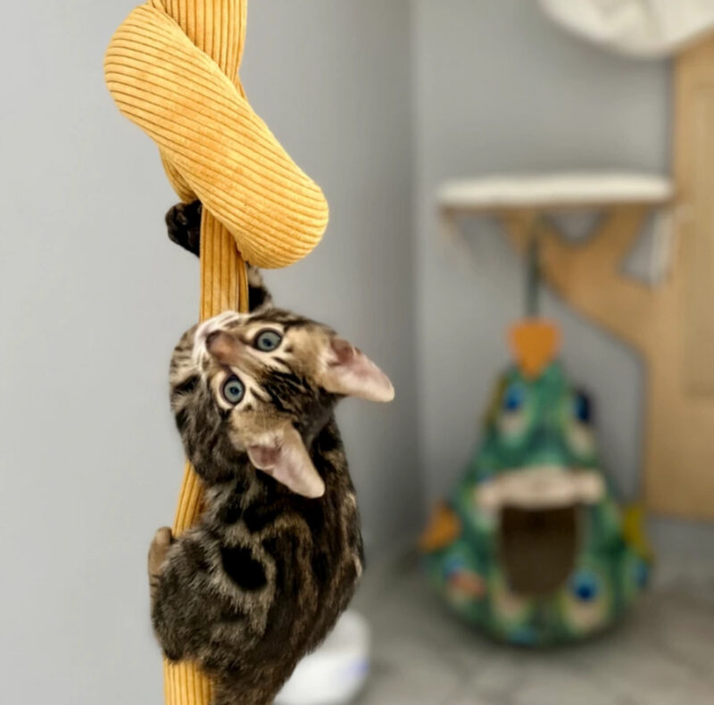 Cordseil für Katze gefüllt mit Buchweizenspelzen